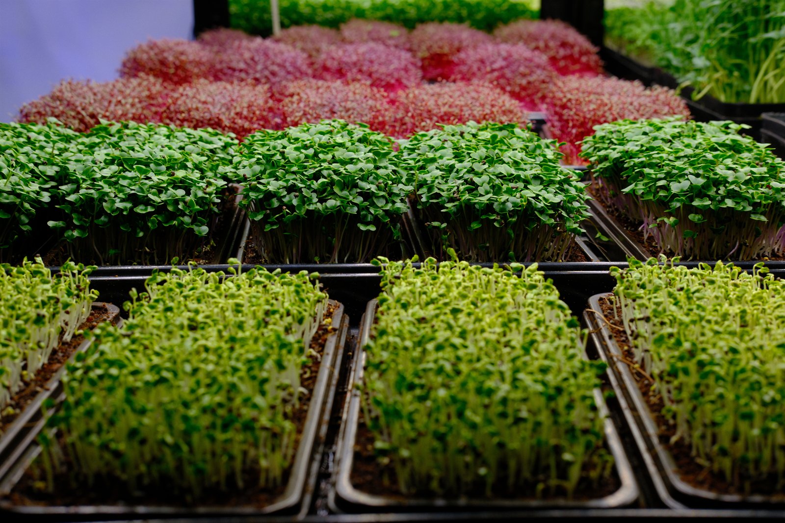 Microgreens for plating